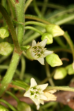 Frangula alnus 'Aspleniifolia' RCP5-09 043.jpg